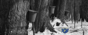 knightsbridgefx maple syrup sap buckets